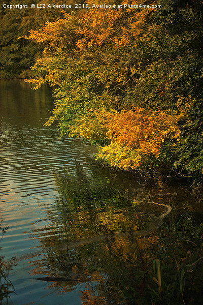 Autumn Reflections Picture Board by LIZ Alderdice