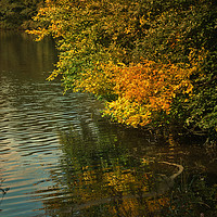 Buy canvas prints of Autumn Reflections by LIZ Alderdice