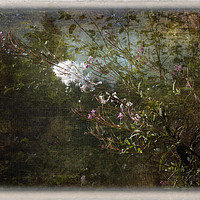 Buy canvas prints of Willow Herb Seeds   by LIZ Alderdice