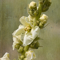 Buy canvas prints of Verbascum Flowers by LIZ Alderdice