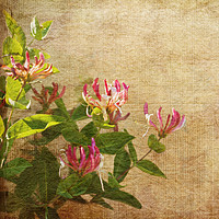 Buy canvas prints of Honeysuckle Flowers by LIZ Alderdice