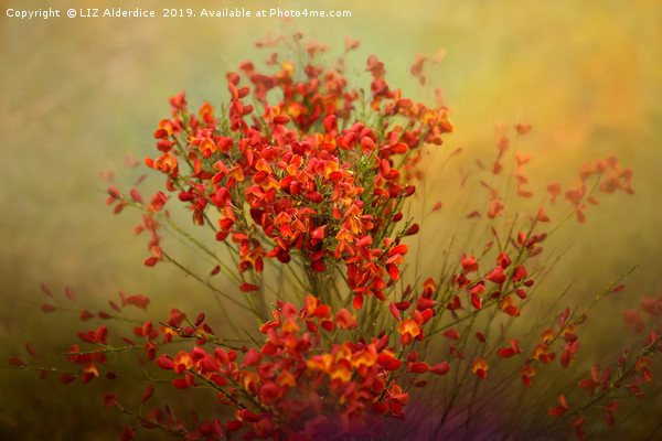 Red Broom in Bloom Picture Board by LIZ Alderdice