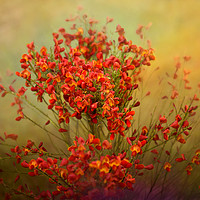 Buy canvas prints of Red Broom in Bloom by LIZ Alderdice