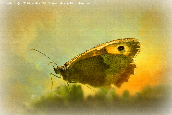 Meadow Brown Butterfly Picture Board by LIZ Alderdice