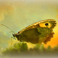 Buy canvas prints of Meadow Brown Butterfly by LIZ Alderdice
