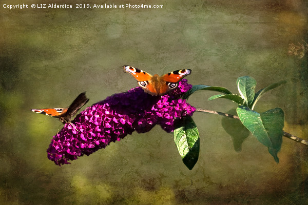 The Butterfly Bush Picture Board by LIZ Alderdice