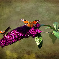 Buy canvas prints of The Butterfly Bush by LIZ Alderdice
