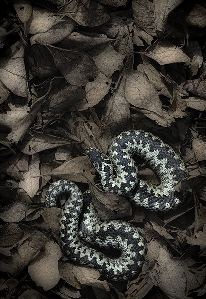 European Adder Picture Board by Natures' Canvas: Wall Art  & Prints by Andy Astbury