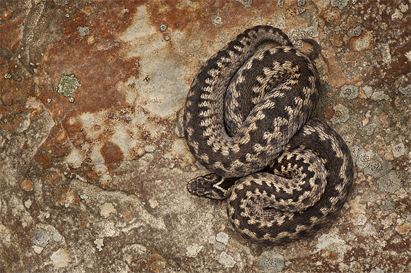 Female European Adder on Sandstone Picture Board by Natures' Canvas: Wall Art  & Prints by Andy Astbury