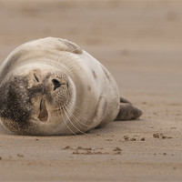 Buy canvas prints of Forty Winks by Natures' Canvas: Wall Art  & Prints by Andy Astbury