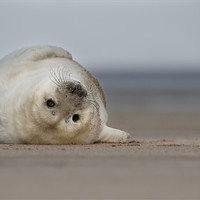 Buy canvas prints of Life's A Beach by Natures' Canvas: Wall Art  & Prints by Andy Astbury