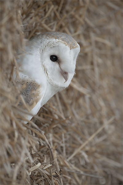 Barn Owl Picture Board by Natures' Canvas: Wall Art  & Prints by Andy Astbury