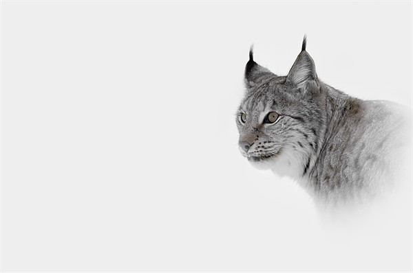 Hi Key Lynx Picture Board by Natures' Canvas: Wall Art  & Prints by Andy Astbury