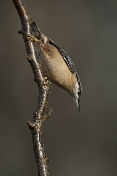 Eurasian Nuthatch Picture Board by Natures' Canvas: Wall Art  & Prints by Andy Astbury