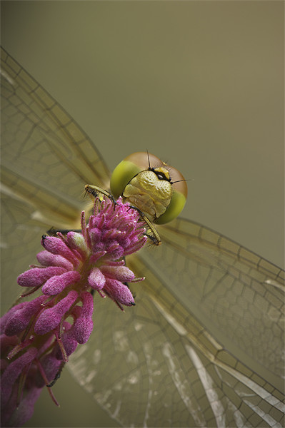 Common Darter Dragonfly Picture Board by Natures' Canvas: Wall Art  & Prints by Andy Astbury