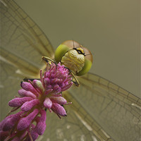Buy canvas prints of Common Darter Dragonfly by Natures' Canvas: Wall Art  & Prints by Andy Astbury