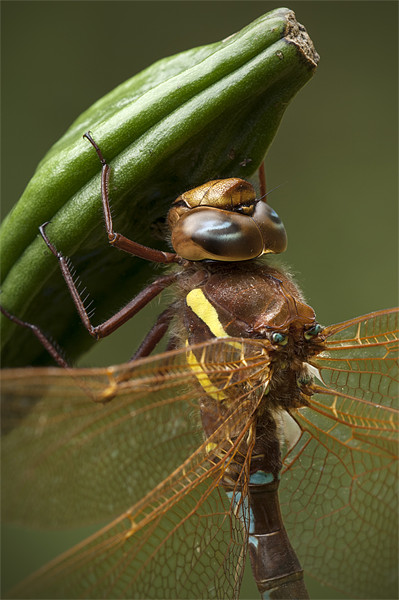 Brown Hawker Dragonfly Picture Board by Natures' Canvas: Wall Art  & Prints by Andy Astbury