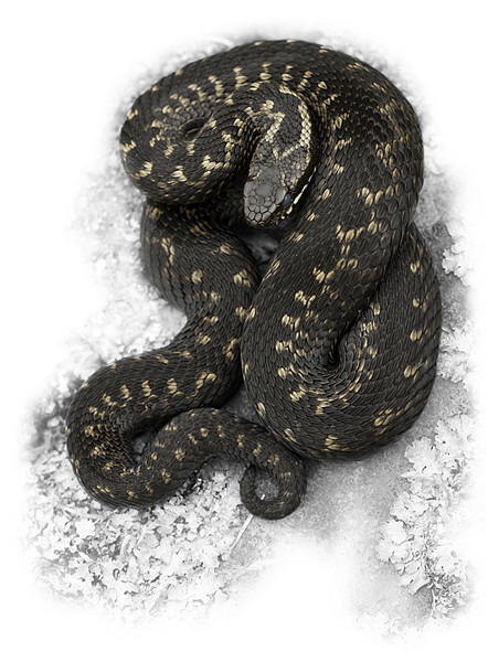 European Adder Picture Board by Natures' Canvas: Wall Art  & Prints by Andy Astbury