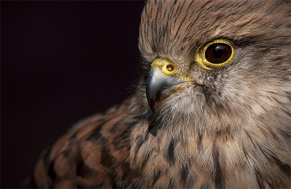 Kestrel Close Up Picture Board by Natures' Canvas: Wall Art  & Prints by Andy Astbury