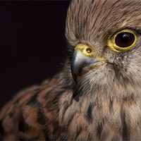 Buy canvas prints of Kestrel Close Up by Natures' Canvas: Wall Art  & Prints by Andy Astbury