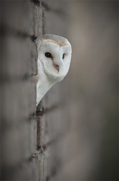 Barn Owl portrait Picture Board by Natures' Canvas: Wall Art  & Prints by Andy Astbury