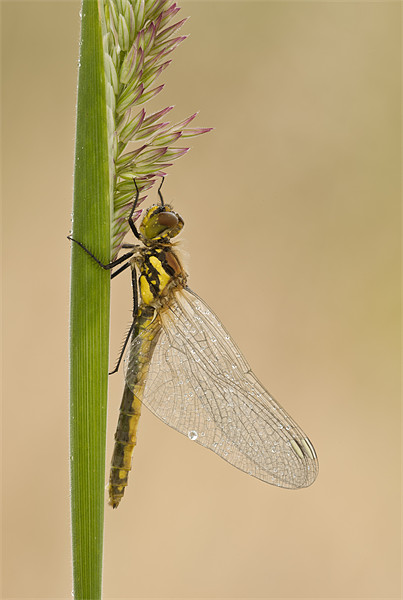 Dragonfly Picture Board by Natures' Canvas: Wall Art  & Prints by Andy Astbury