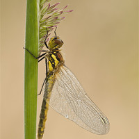 Buy canvas prints of Dragonfly by Natures' Canvas: Wall Art  & Prints by Andy Astbury