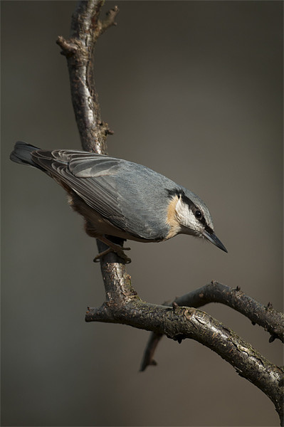 Nuthatch Picture Board by Natures' Canvas: Wall Art  & Prints by Andy Astbury