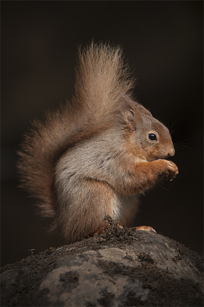 Red Squirrel Picture Board by Natures' Canvas: Wall Art  & Prints by Andy Astbury