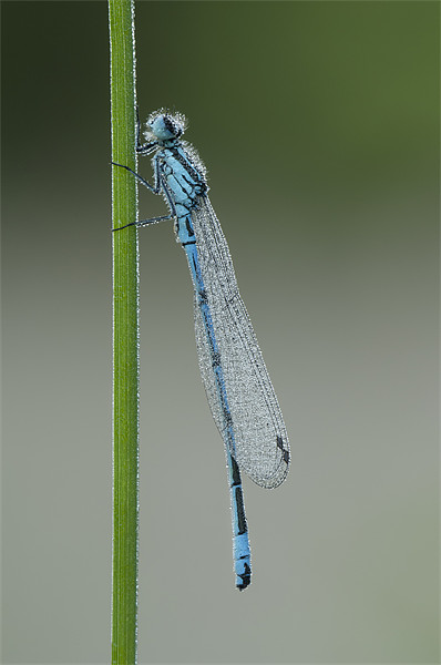 Azure Damselfly Picture Board by Natures' Canvas: Wall Art  & Prints by Andy Astbury