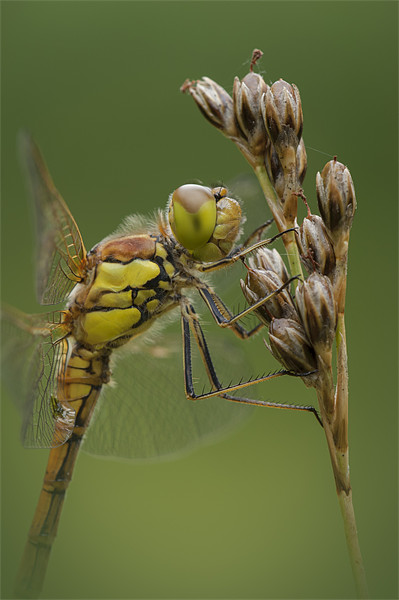 Male Common Darter Picture Board by Natures' Canvas: Wall Art  & Prints by Andy Astbury