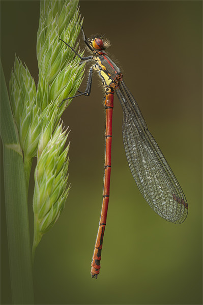 Large Red Damselfly Picture Board by Natures' Canvas: Wall Art  & Prints by Andy Astbury