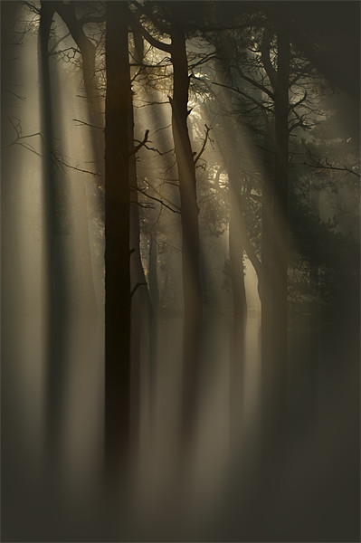 Trees and Light Picture Board by Natures' Canvas: Wall Art  & Prints by Andy Astbury