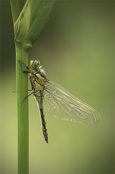 Four Spotted Chaser Picture Board by Natures' Canvas: Wall Art  & Prints by Andy Astbury
