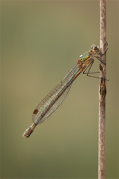 Female Emerald Damselfly Picture Board by Natures' Canvas: Wall Art  & Prints by Andy Astbury