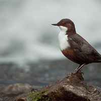Buy canvas prints of Derbyshire Dipper by Natures' Canvas: Wall Art  & Prints by Andy Astbury
