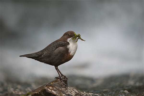 Derbyshire Dipper Picture Board by Natures' Canvas: Wall Art  & Prints by Andy Astbury