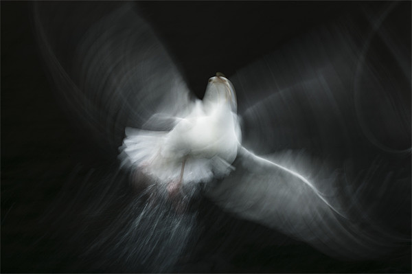 Herring Gull Abstract Picture Board by Natures' Canvas: Wall Art  & Prints by Andy Astbury