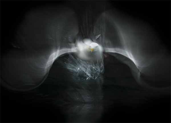 Herring Gull Flight Abstract Picture Board by Natures' Canvas: Wall Art  & Prints by Andy Astbury