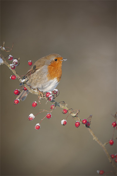 Robin's Berries Picture Board by Natures' Canvas: Wall Art  & Prints by Andy Astbury