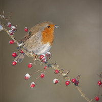 Buy canvas prints of Robin's Berries by Natures' Canvas: Wall Art  & Prints by Andy Astbury