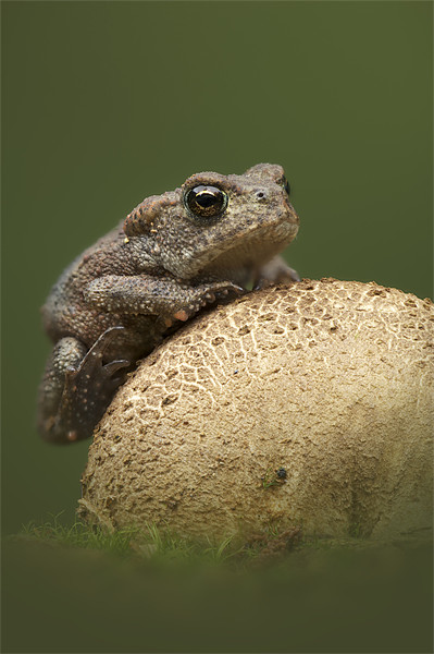 Common Toad Picture Board by Natures' Canvas: Wall Art  & Prints by Andy Astbury