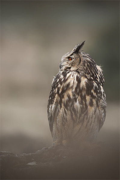 Eagle Owl Picture Board by Natures' Canvas: Wall Art  & Prints by Andy Astbury
