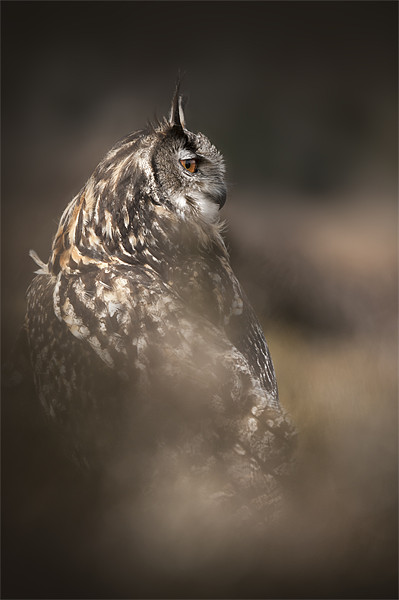 Eagle Owl Picture Board by Natures' Canvas: Wall Art  & Prints by Andy Astbury