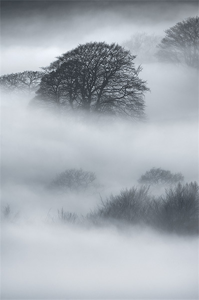Sherriff Wood Picture Board by Natures' Canvas: Wall Art  & Prints by Andy Astbury