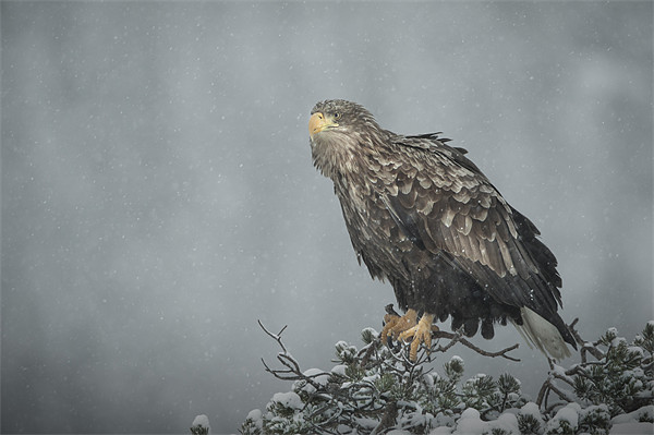 Snow Eagle Picture Board by Natures' Canvas: Wall Art  & Prints by Andy Astbury