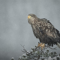 Buy canvas prints of Snow Eagle by Natures' Canvas: Wall Art  & Prints by Andy Astbury