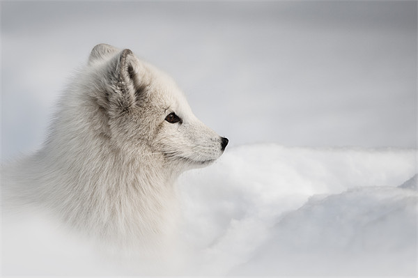 Arctic Fox Picture Board by Natures' Canvas: Wall Art  & Prints by Andy Astbury