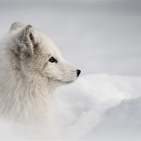 Buy canvas prints of Arctic Fox by Natures' Canvas: Wall Art  & Prints by Andy Astbury