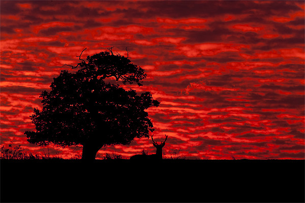 Shepherds' Warning Picture Board by Natures' Canvas: Wall Art  & Prints by Andy Astbury